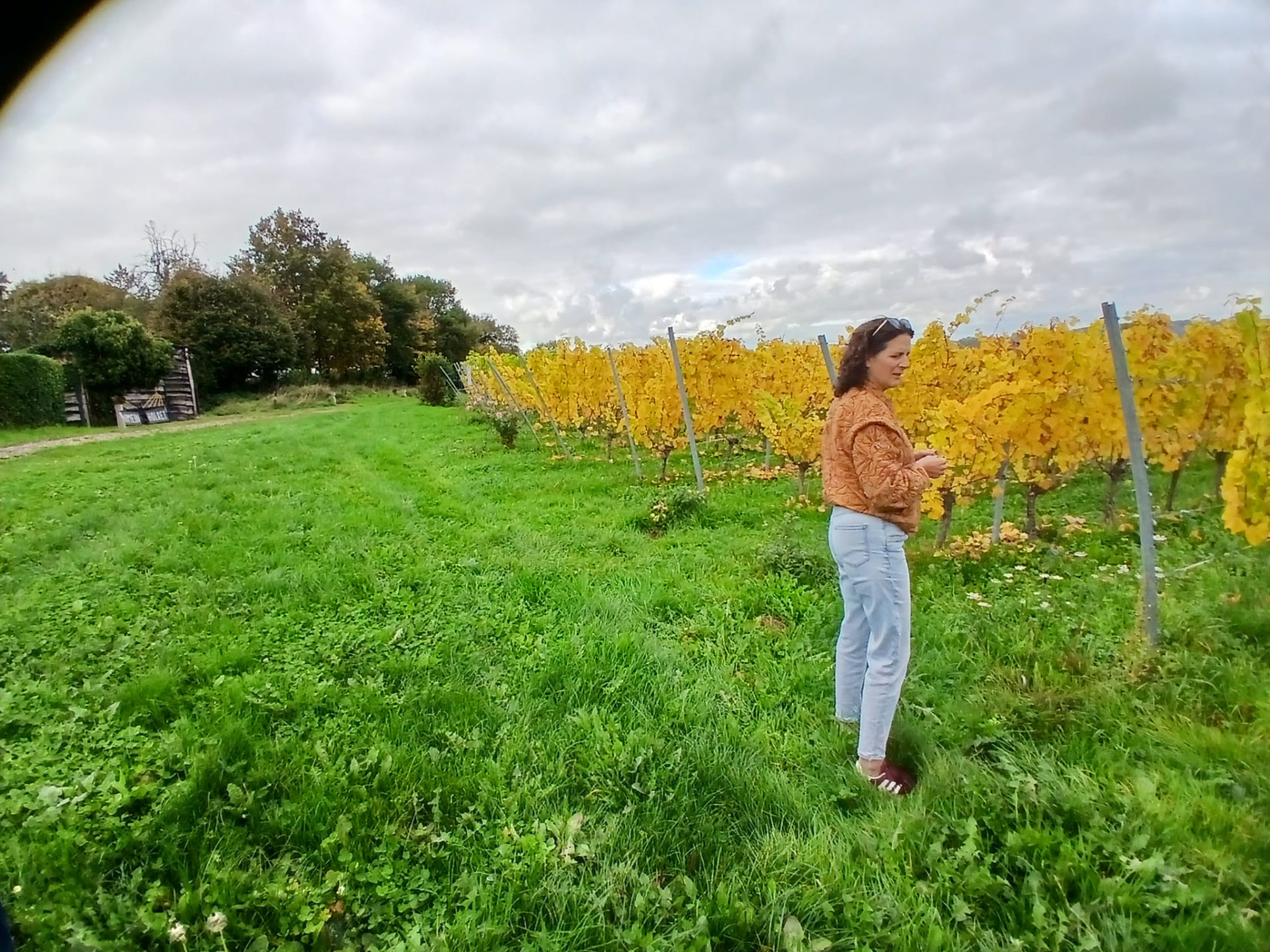 Véronique in een wijngaard met goudgele herfstbladeren